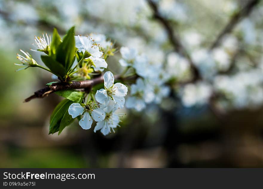 Open clusters in the park is very beautiful in spring of pink peach blossomCherry blossoms