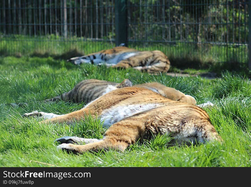 Three tigers doing what they do every time you go to the zoo, not a whole lot. Taken at Blackpool Zoo, UK. Three tigers doing what they do every time you go to the zoo, not a whole lot. Taken at Blackpool Zoo, UK.