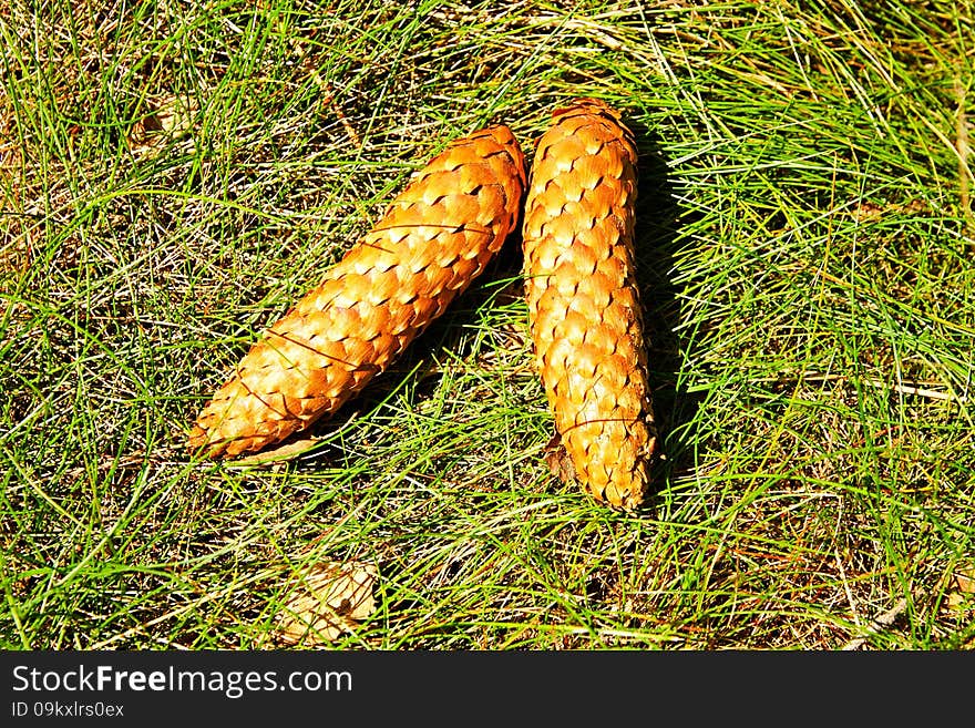 Pine cones lying in the grass