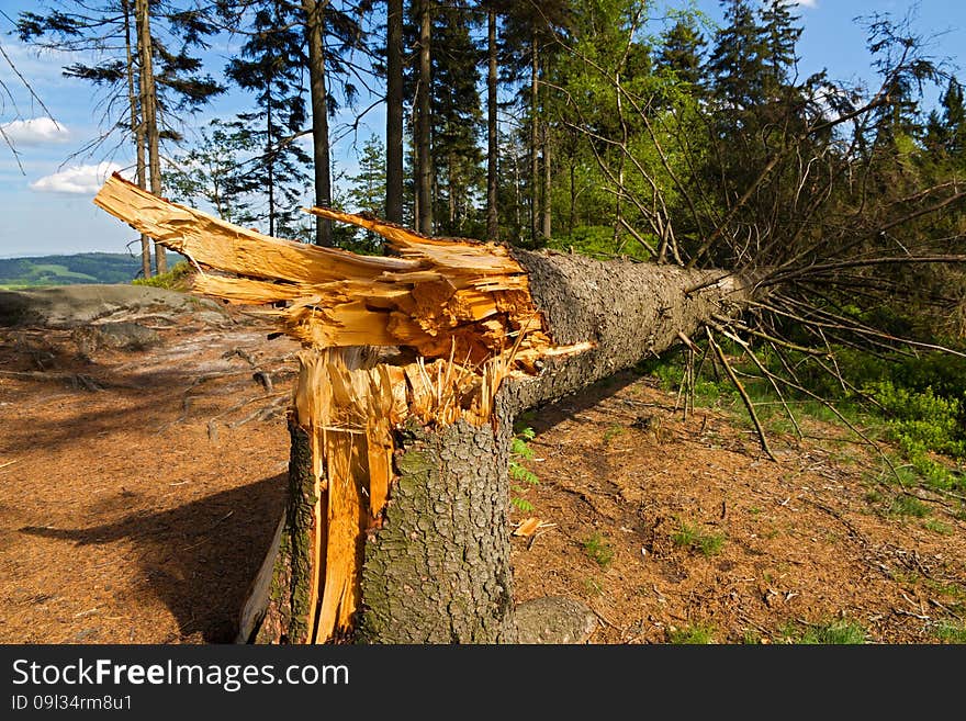 Tree broken and crushed by serious windstorm, broken tree in the forest in sunny weather. Tree broken and crushed by serious windstorm, broken tree in the forest in sunny weather