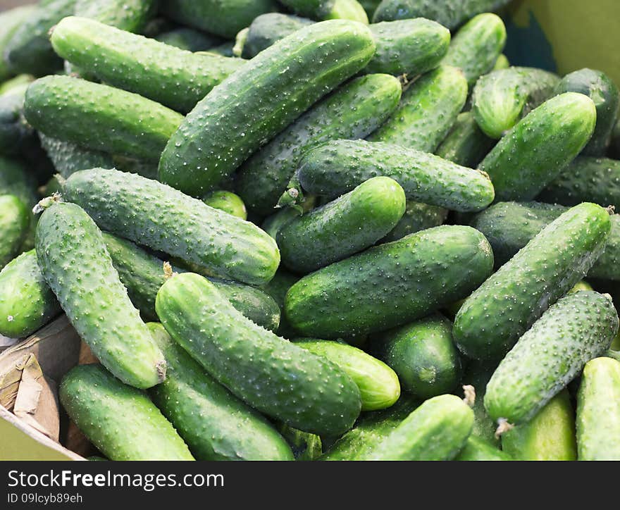 Pile of fresh green cucumbers