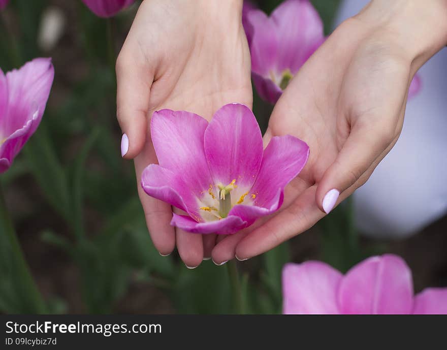 Beautiful tulips in female hands on nature background. Beautiful tulips in female hands on nature background