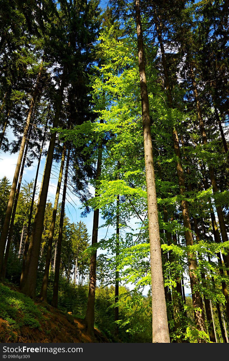 Forest in the summer on a sunny day