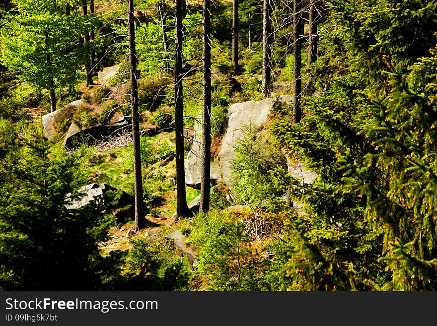 Forest in the summer on a sunny day