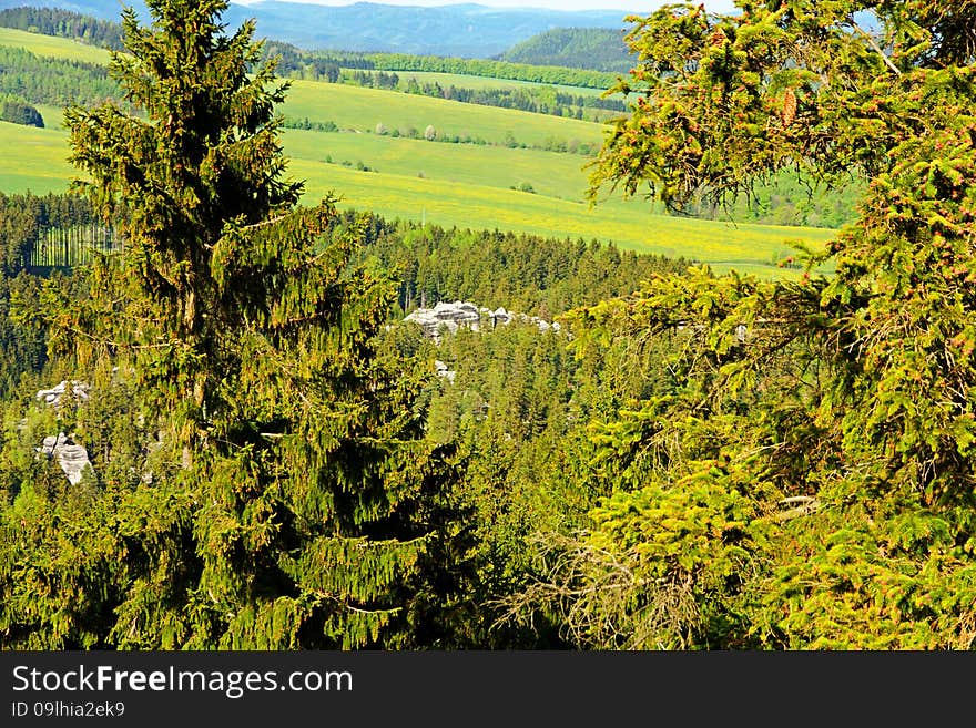 Spruce forest in the summer on a sunny day