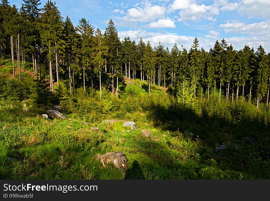 Spruce forest in the summer on a sunny day