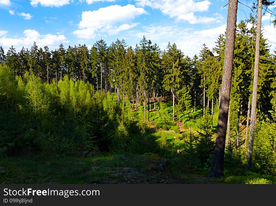 Spruce forest in the summer on a sunny day