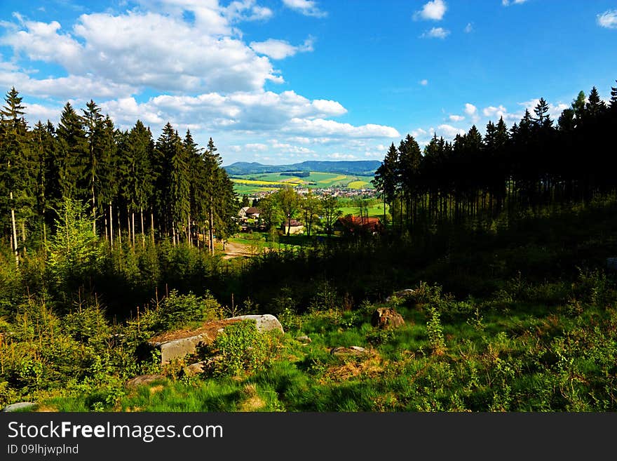 Spruce forest in the summer on a sunny day