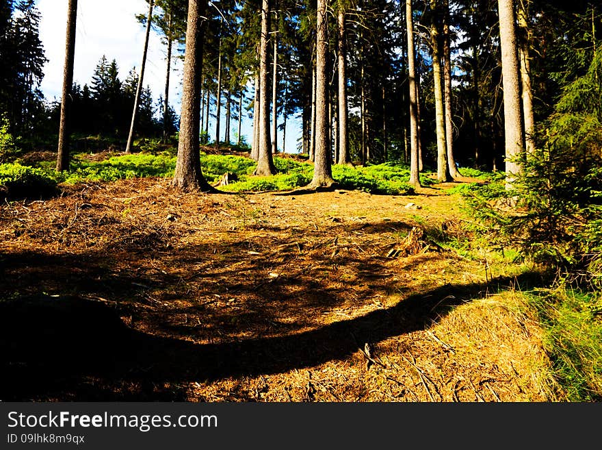 Spruce forest in the summer on a sunny day