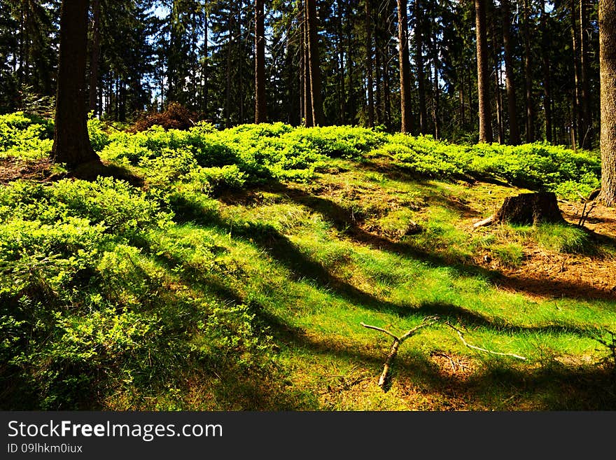 Spruce forest in the summer on a sunny day