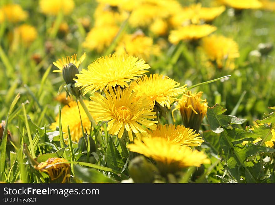 Yellow dandelions in the meadow