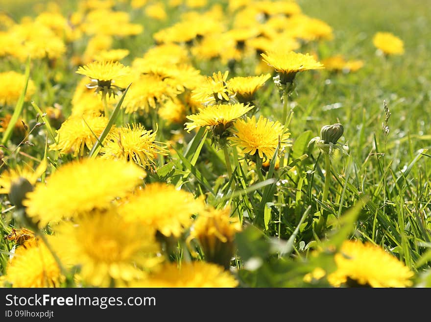 Yellow beautiful dandelions