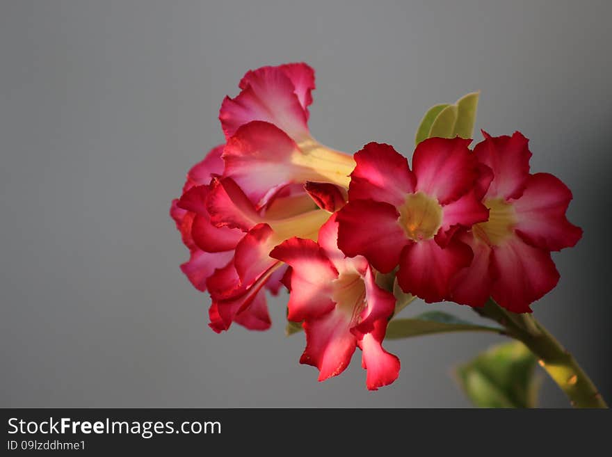 Pink desert flower kissed by sunlight