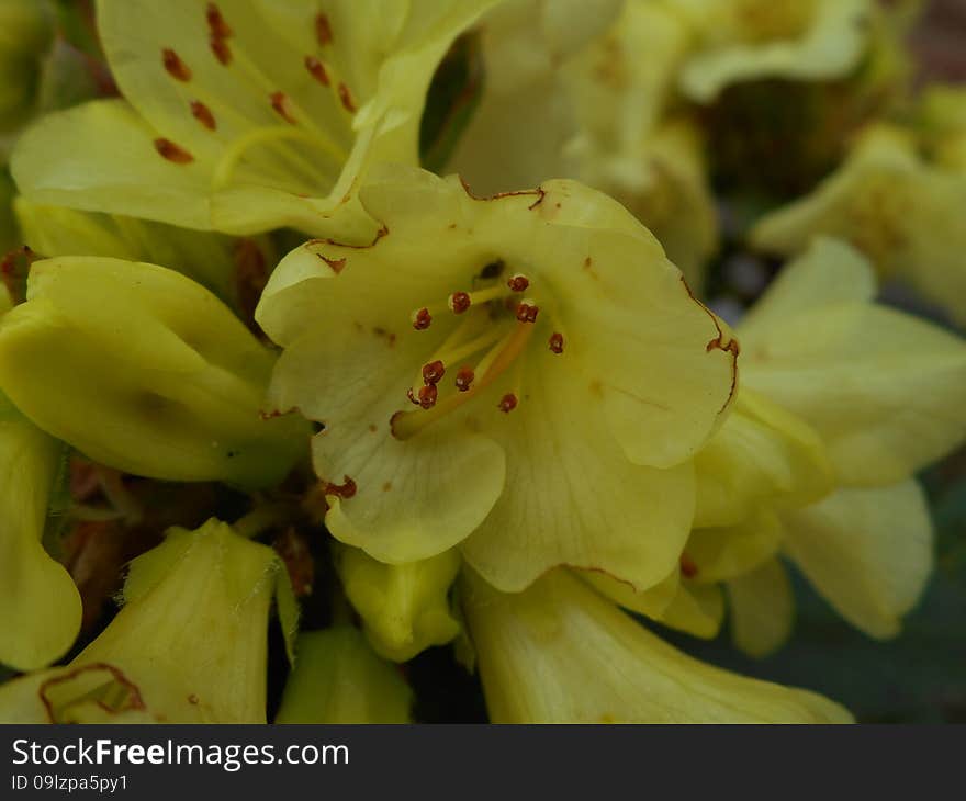 Yellow Azalea