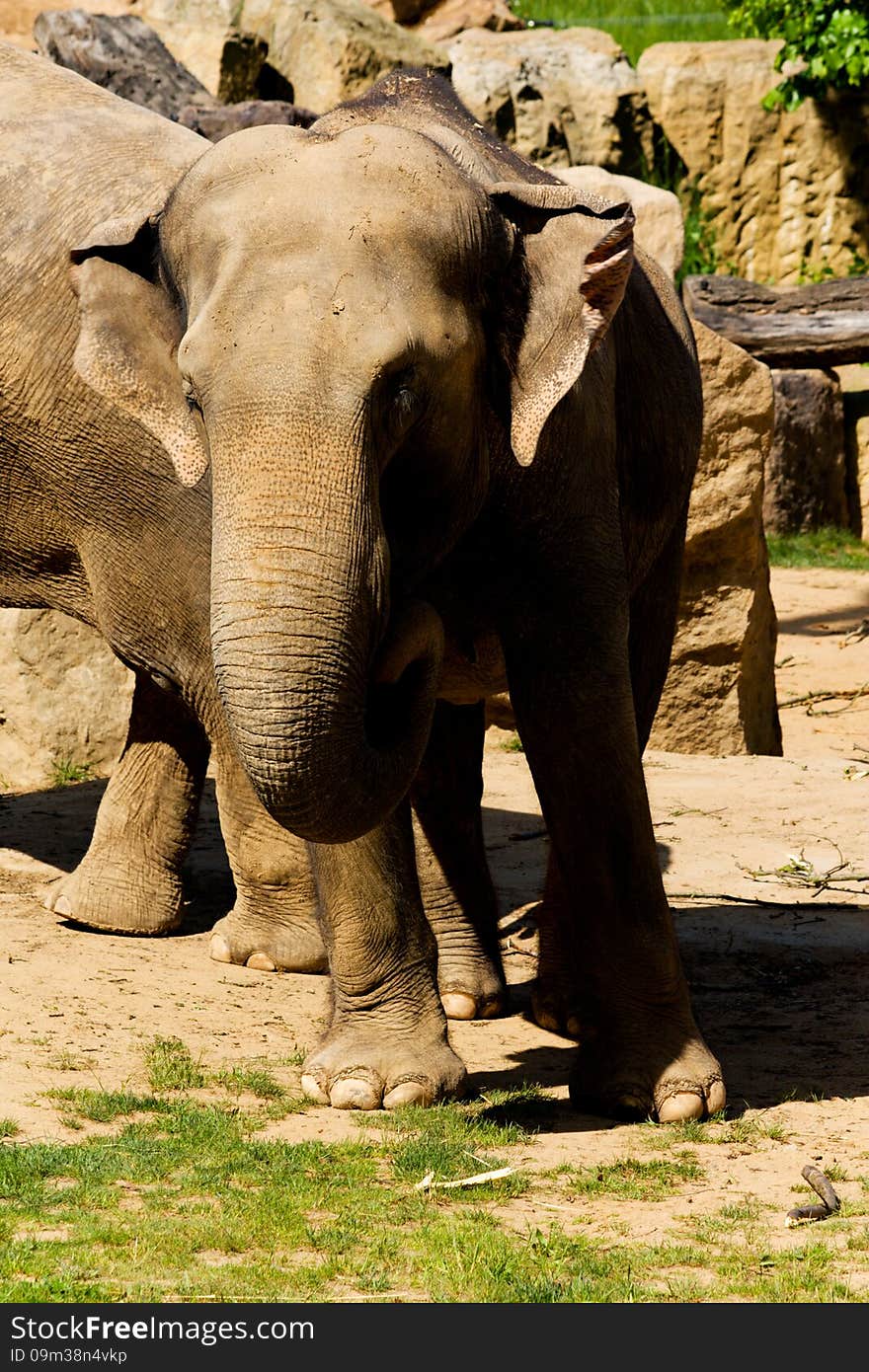 Elephant in zoo front view, elephants trunk served food