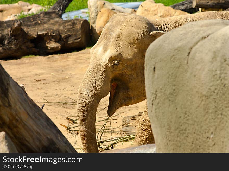 Asian elephants in their enclosure at the zoo. Asian elephants in their enclosure at the zoo