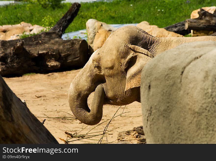 Asian elephants in their enclosure at the zoo. Asian elephants in their enclosure at the zoo