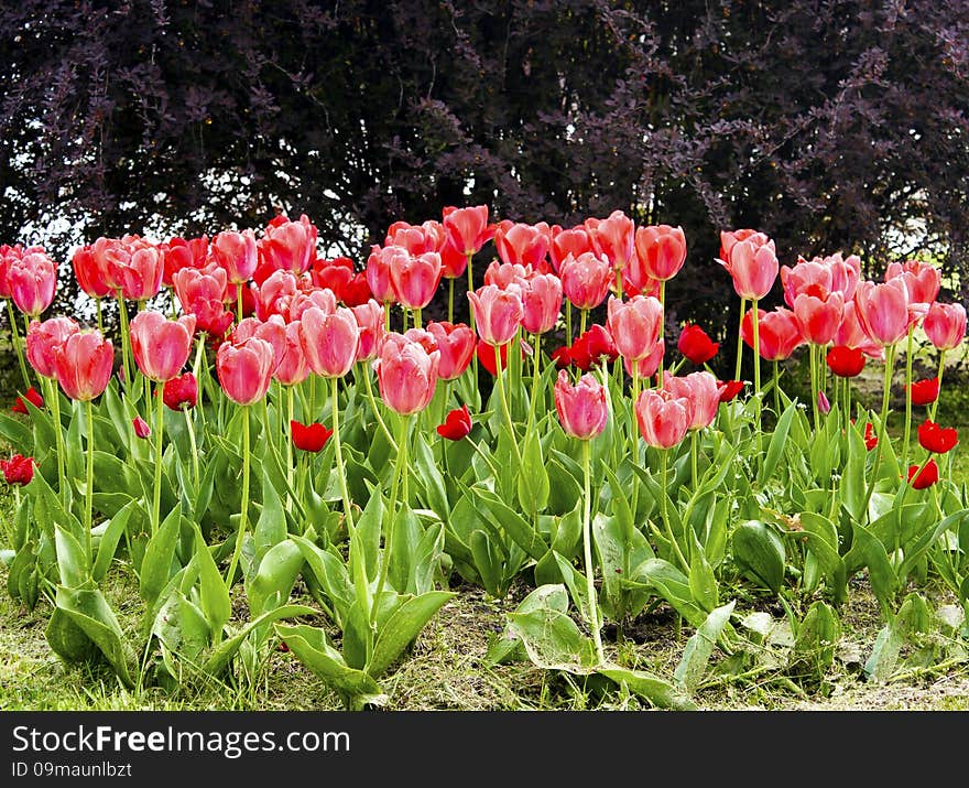Pink tulips on the flowerbed in the park on sunny spring day