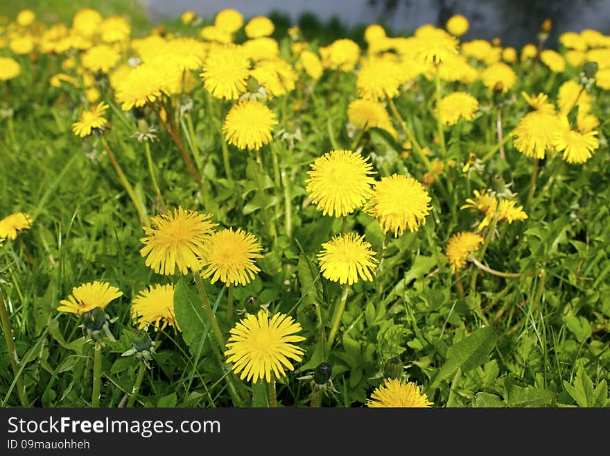 Yellow dandelions in the park