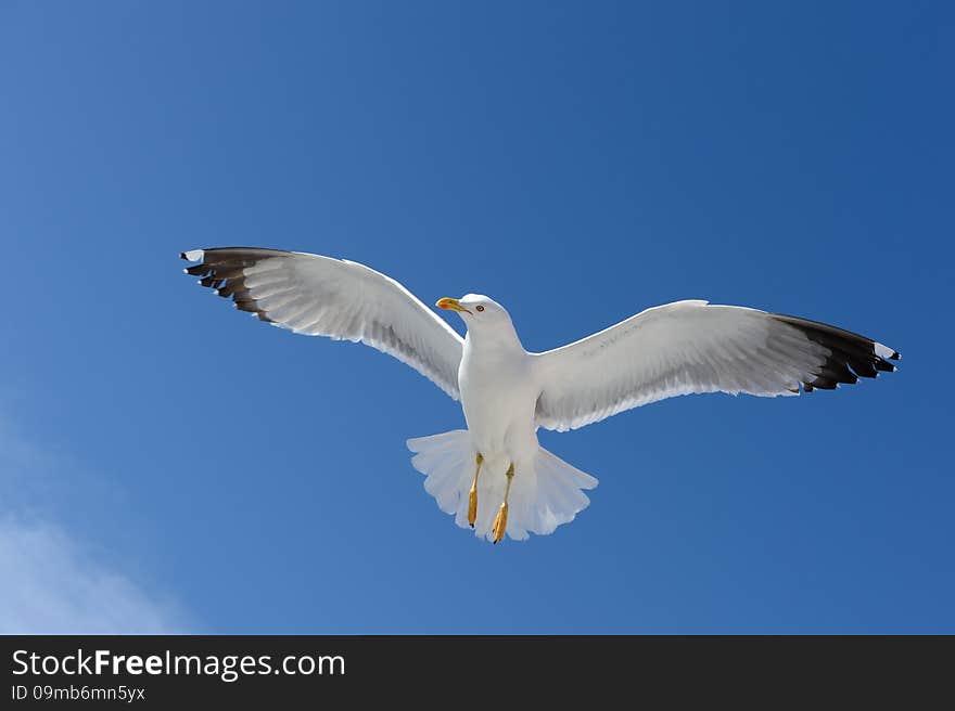 Seagull