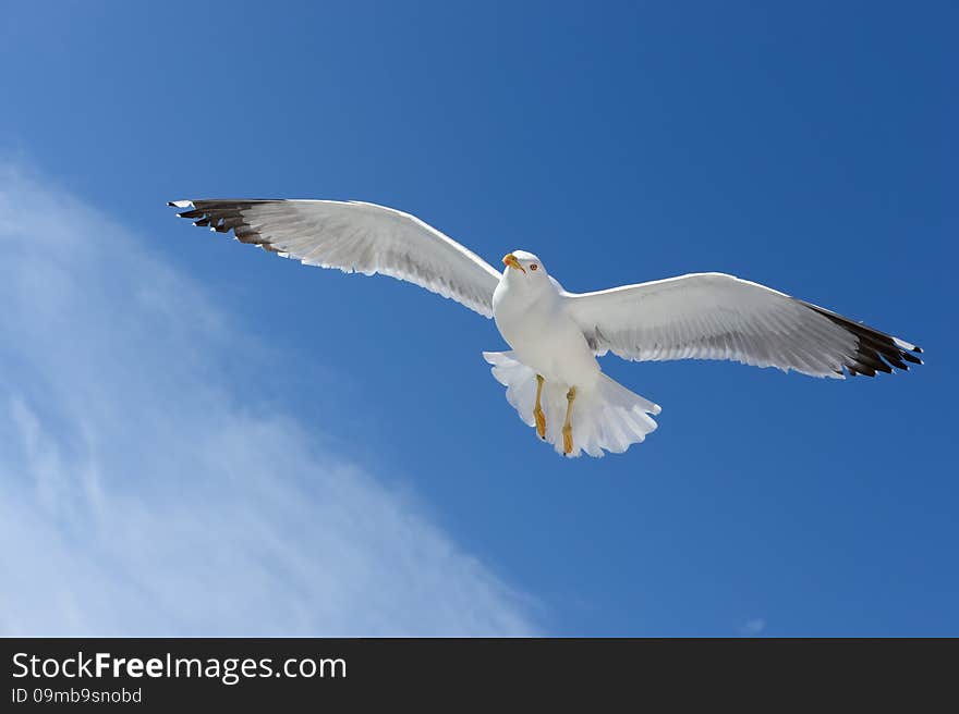 Seagull