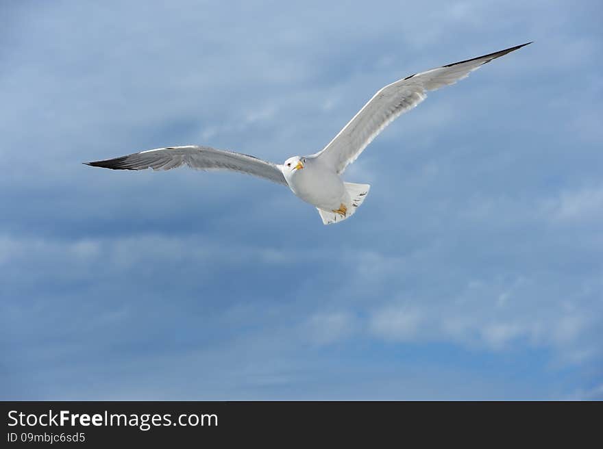 Seagull