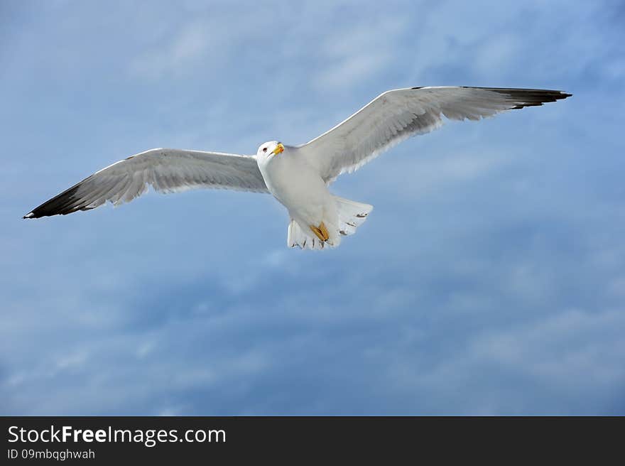 Seagull