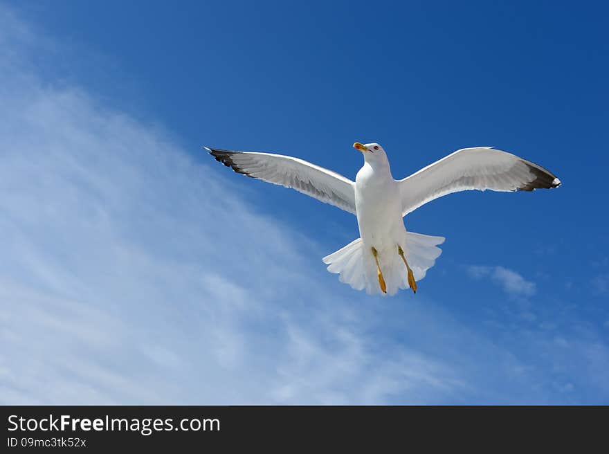 Seagull