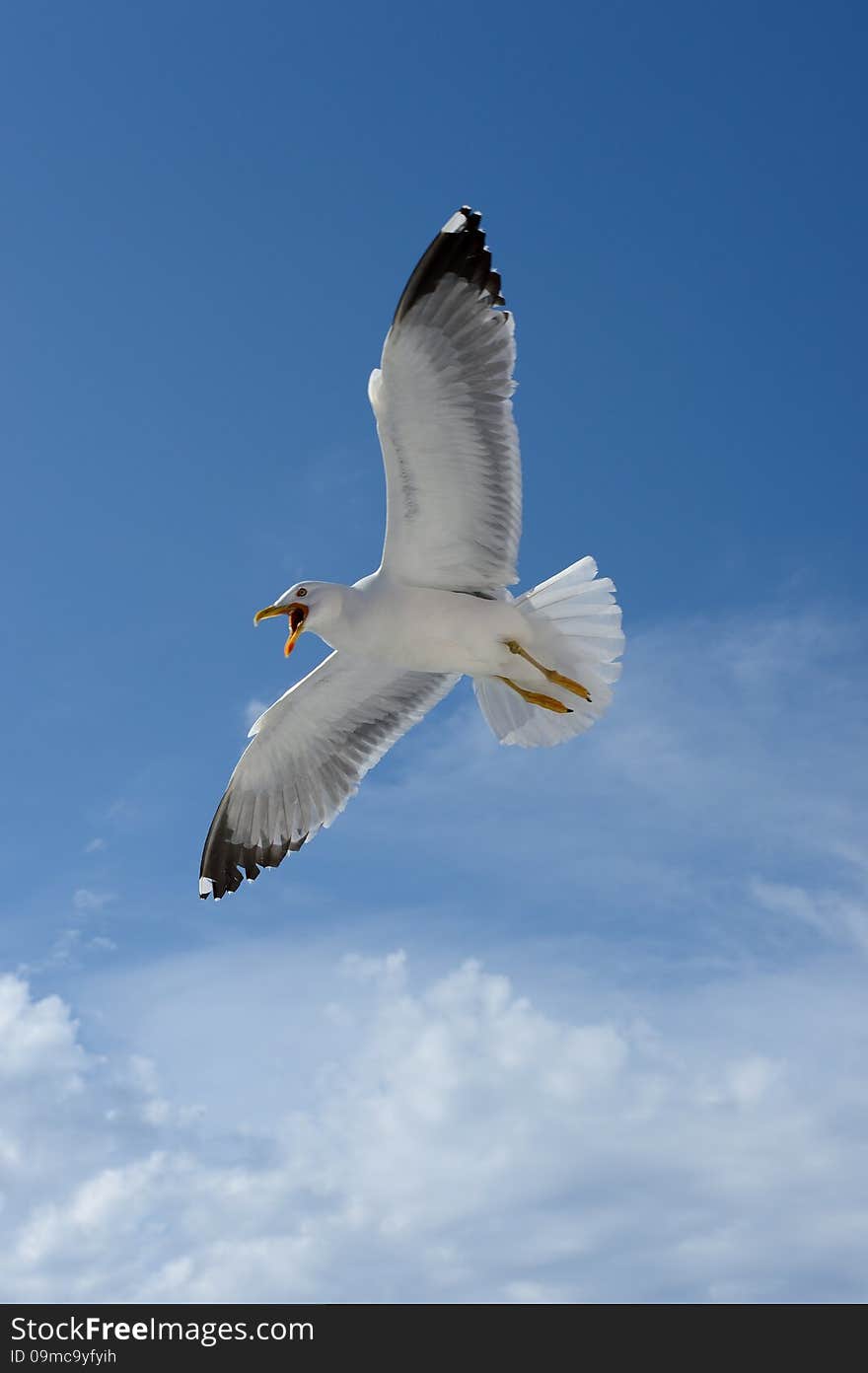 Seagull