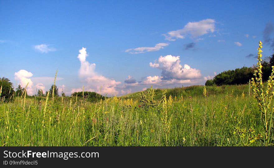 Grass in the field