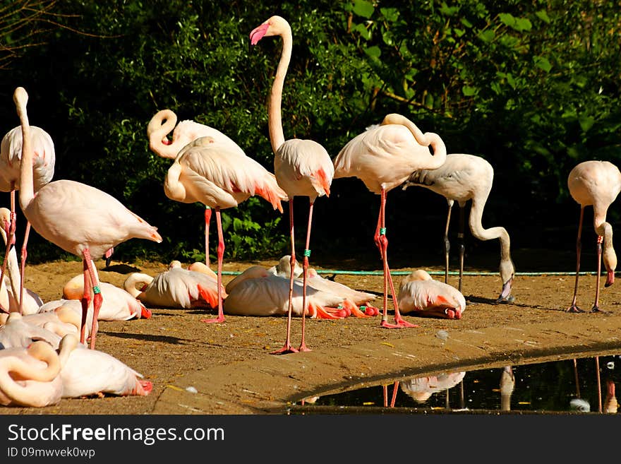 Flock of flamingos on the banks of the water. Flock of flamingos on the banks of the water