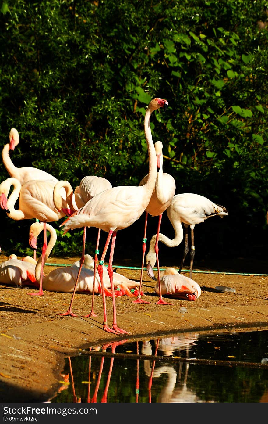 Flock of flamingos on the banks of the water. Flock of flamingos on the banks of the water