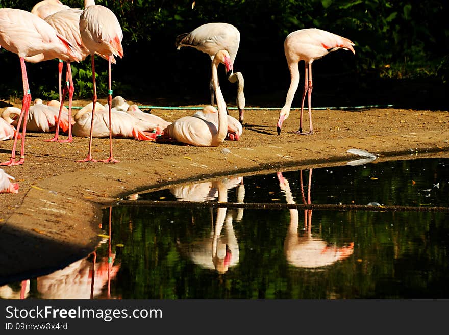 Flock of flamingos on the banks of the water. Flock of flamingos on the banks of the water