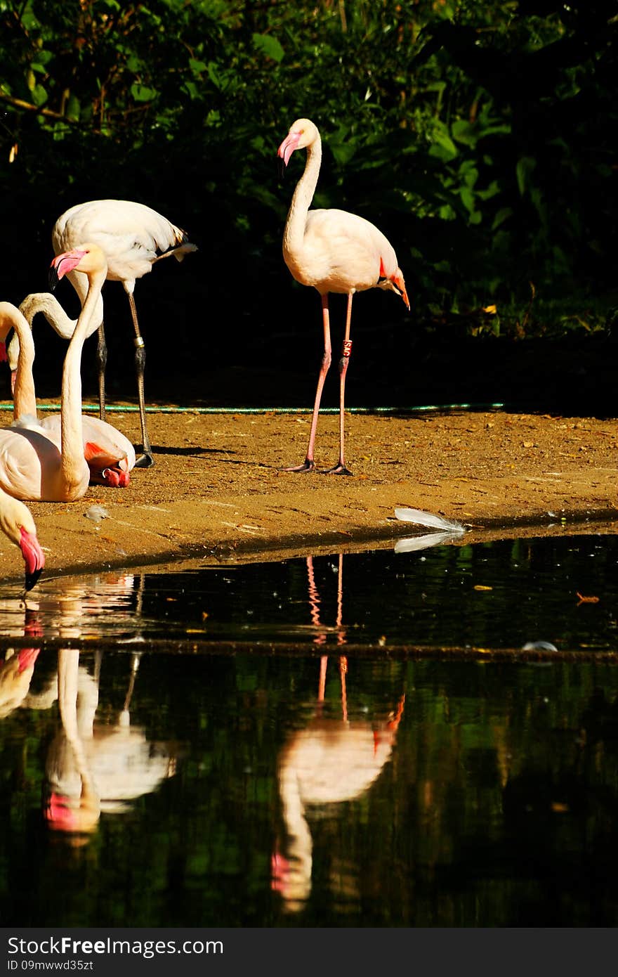 Phoenicopterus Roseus