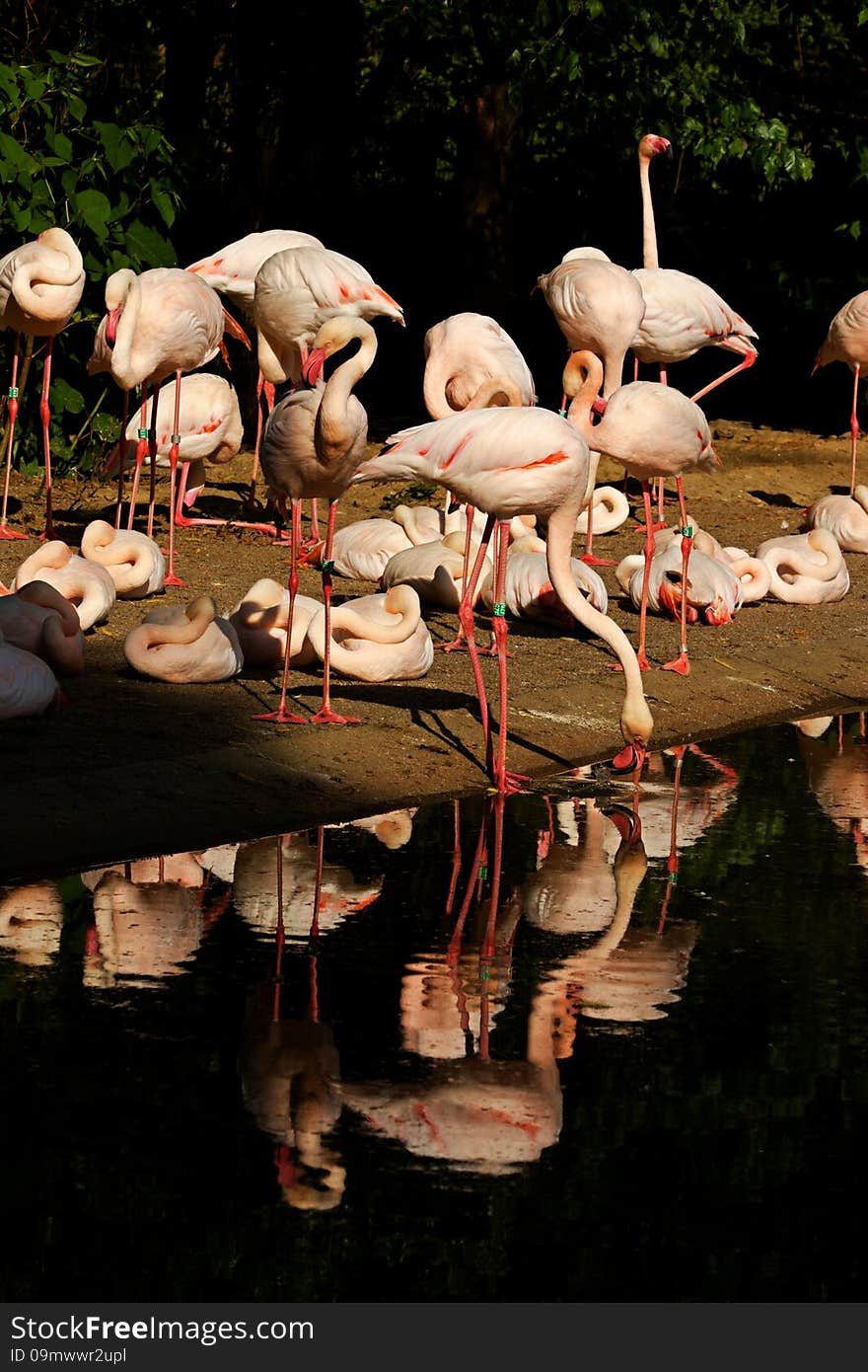 Flock of flamingos on the banks of the water. Flock of flamingos on the banks of the water