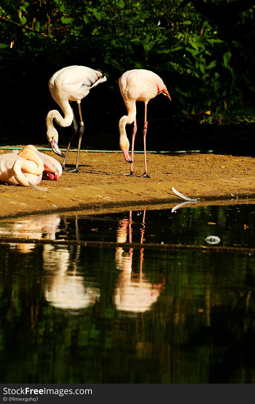 Phoenicopterus roseus