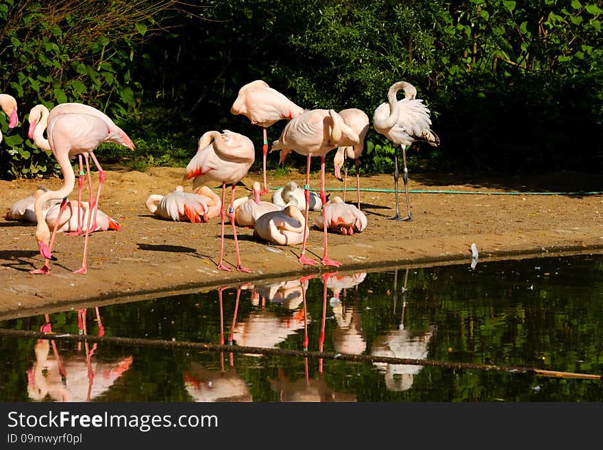 Phoenicopterus roseus