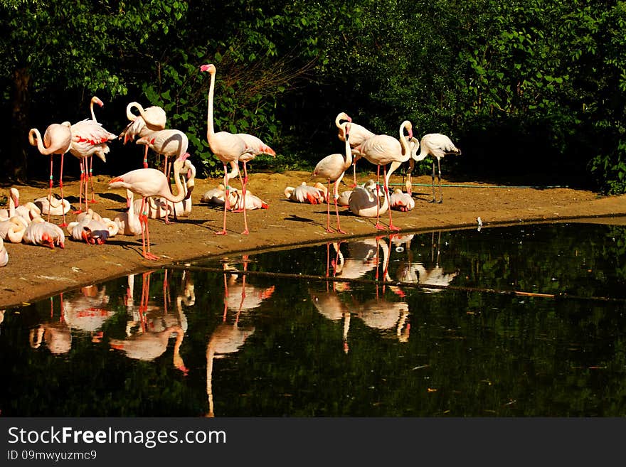 Flock of flamingos on the banks of the water. Flock of flamingos on the banks of the water