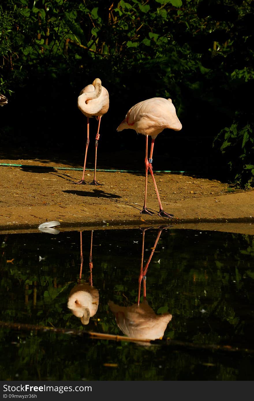 Phoenicopterus Roseus