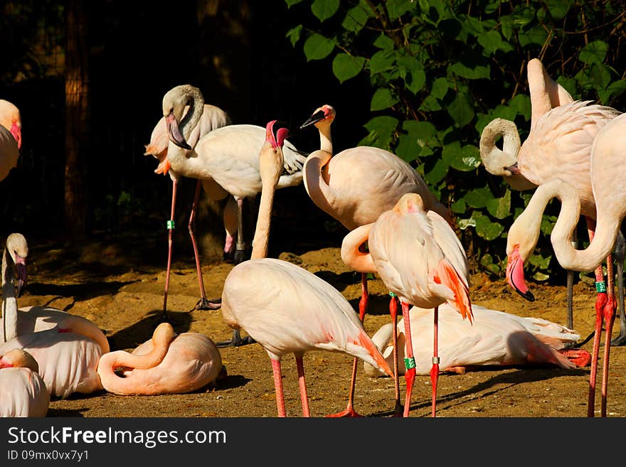 Phoenicopterus Roseus