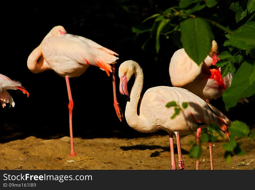 Flock of flamingos on the banks of the water. Flock of flamingos on the banks of the water