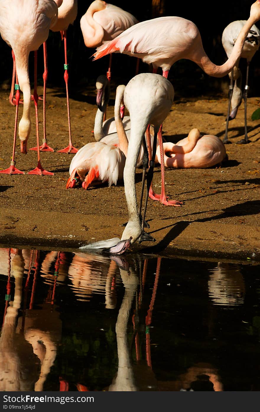 Flock of flamingos on the banks of the water. Flock of flamingos on the banks of the water