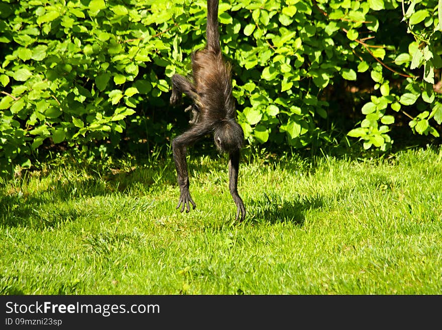 Geoffroy S Spider Monkey