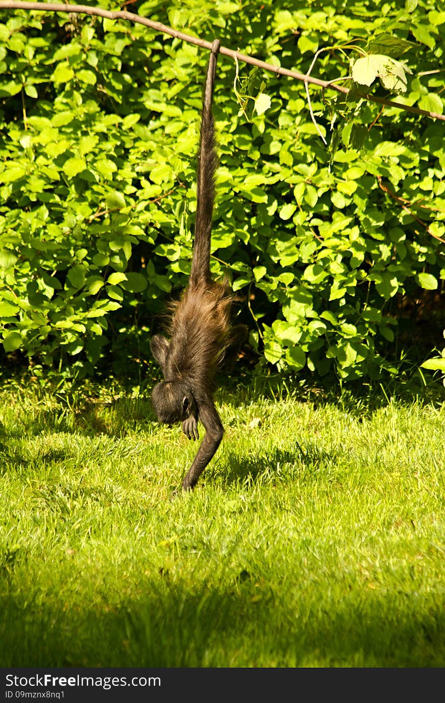 Little monkey swinging on a branch, monkey hanging on the tail. Little monkey swinging on a branch, monkey hanging on the tail