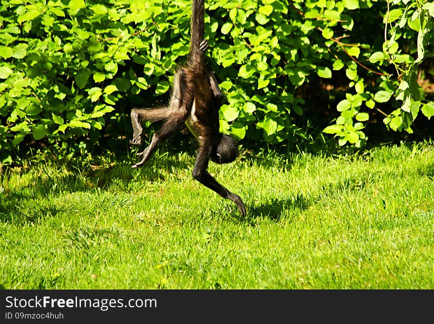 Little monkey swinging on a branch, monkey hanging on the tail. Little monkey swinging on a branch, monkey hanging on the tail