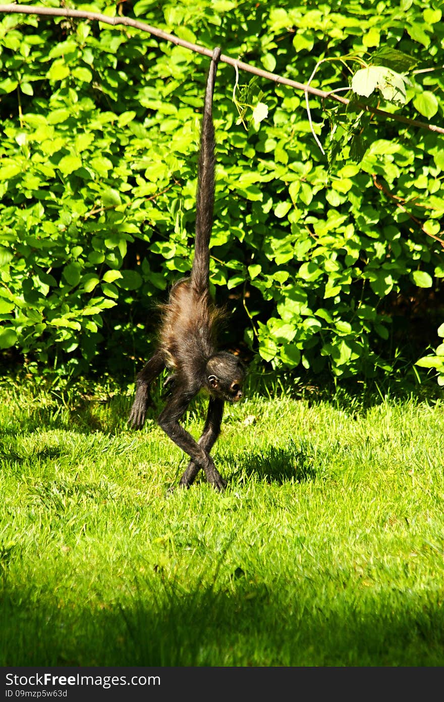 Geoffroy s spider monkey