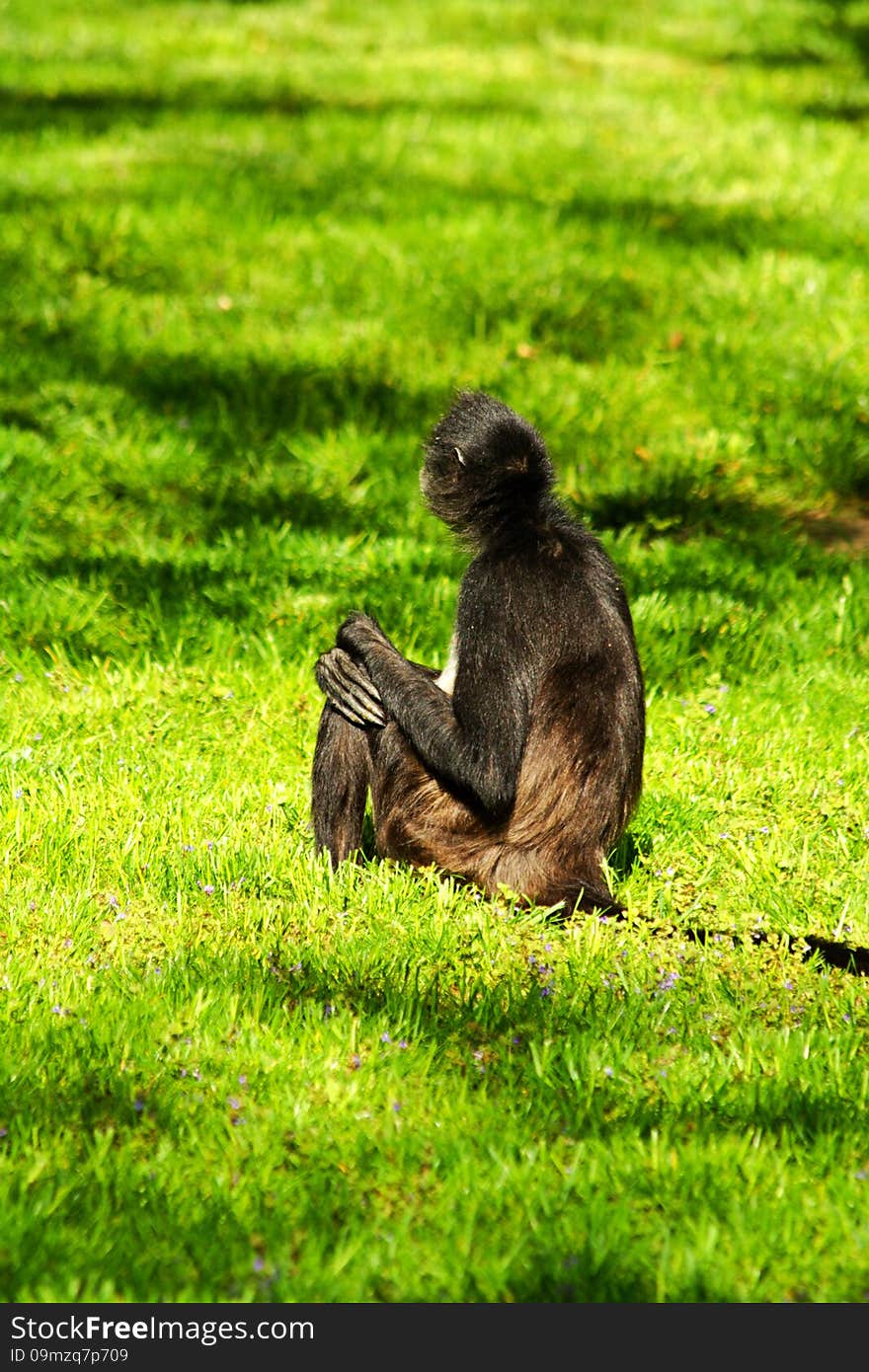 Geoffroy S Spider Monkey