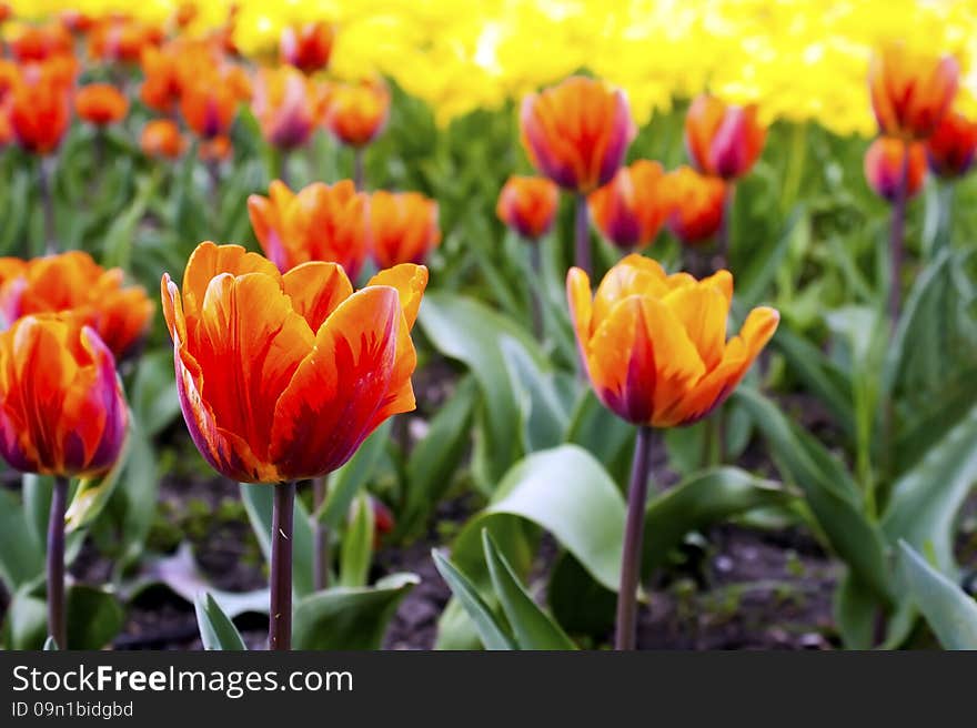 Red bright tulips on the flowerbed in the park on sunny spring day closeup. Red bright tulips on the flowerbed in the park on sunny spring day closeup