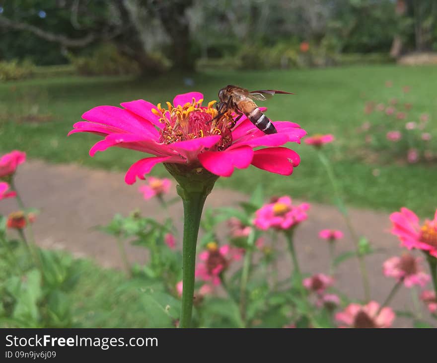 Bee Flower