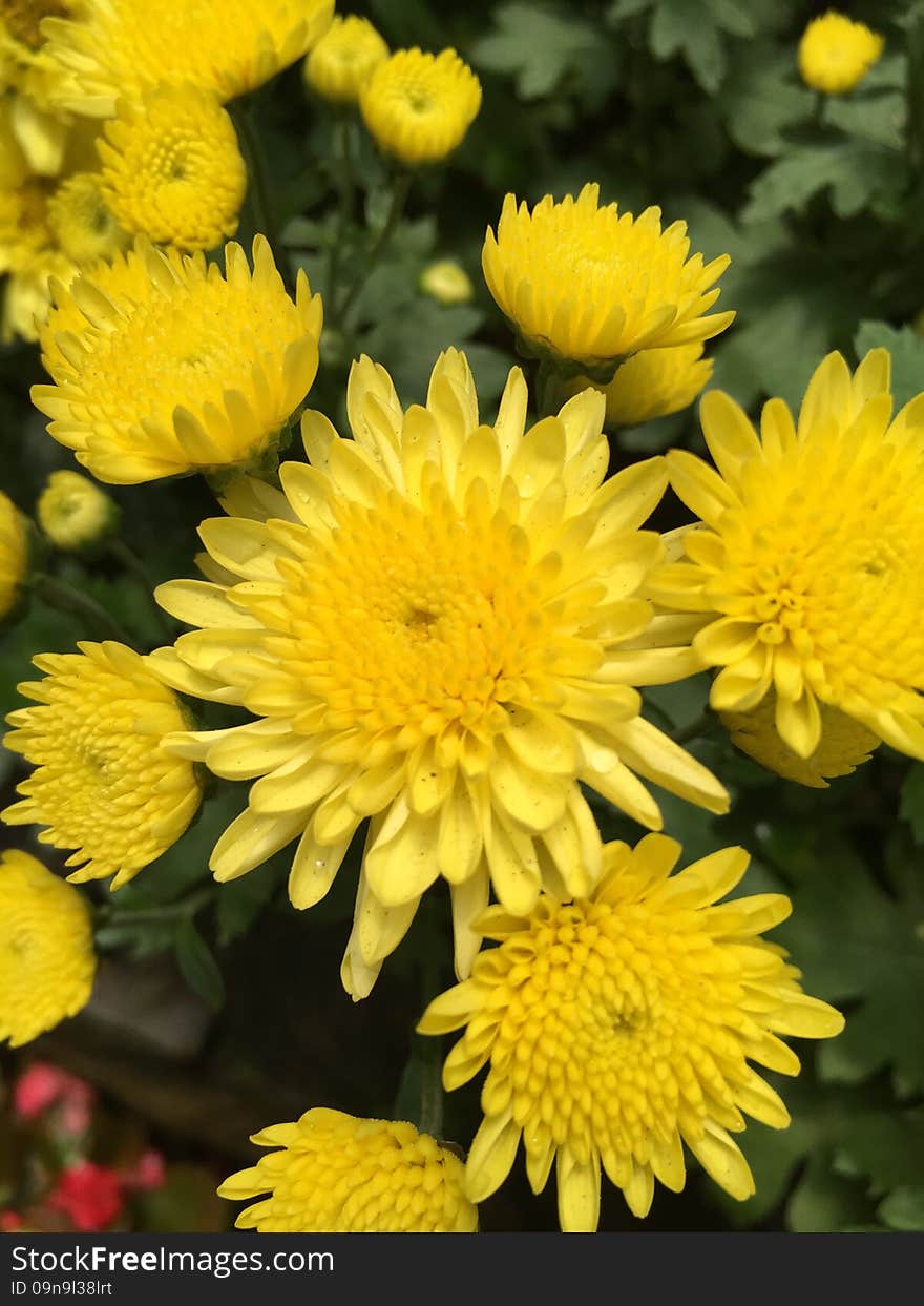 Yellow flowers